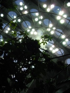 熱帯雨林ルームの天井を眺める